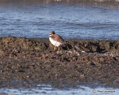 Semipalmated Plover - Pluvier semipalm