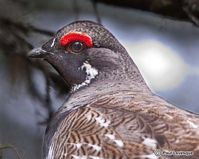 Spruce Grouse - Ttras du Canada