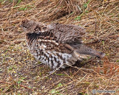 Ruffed Grouse - Glinotte huppe