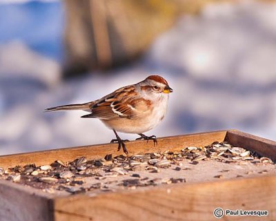 American Tree Sparrow - Bruant hudsonien *