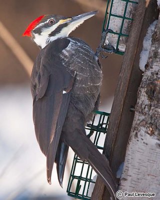 Peleated Woodpecker - Grand pic