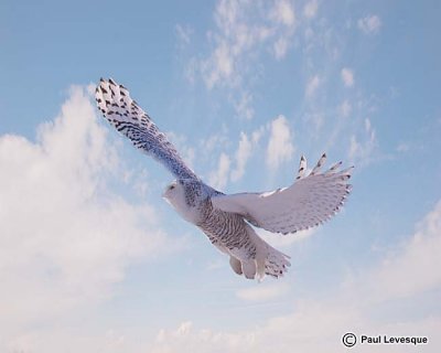 Snowy Owl - Harfang des neiges