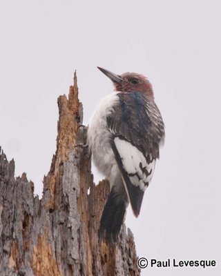 Red-headed Woodpecker - Pic  tte rouge