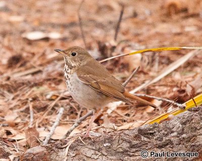 Hermit Thrush - Grive solitaire