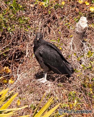 Black Vulture - Urubu noir *