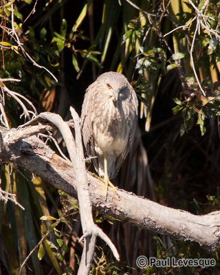 Black-crowned Night-Heron -Bihoreau gris