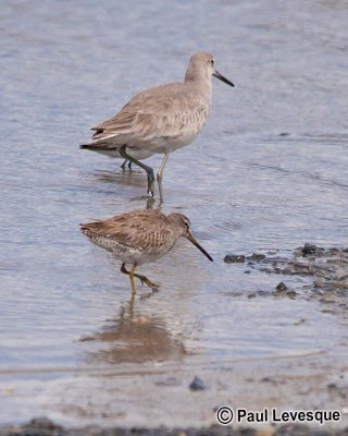 Short-billed Dowitcher - Bcassin roux