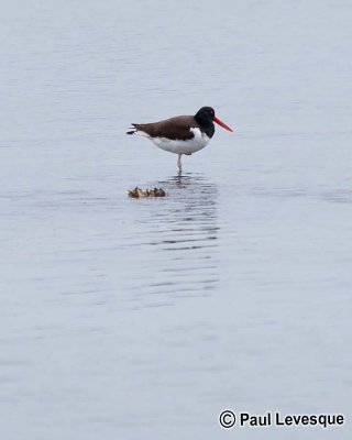 American Oystercatcher - Hutrier d'Amrique *