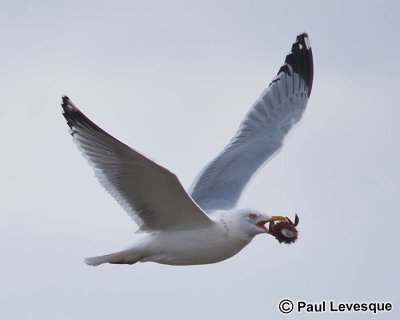 Herring Gull - Goland argent