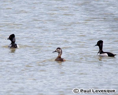 Ring-necked Duck - Filugule  collier