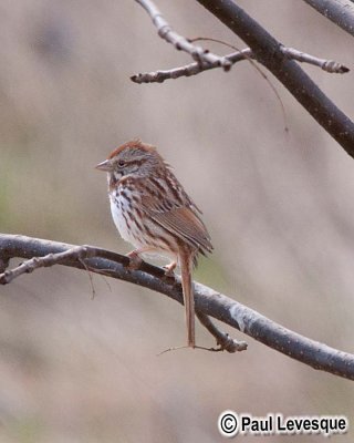 Savannah Sparrow - Bruant des prs