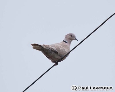 Eurasian Collared-Dove - Tourterelle turque
