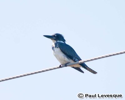 Belted Kingfisher - Marlin-pcheur