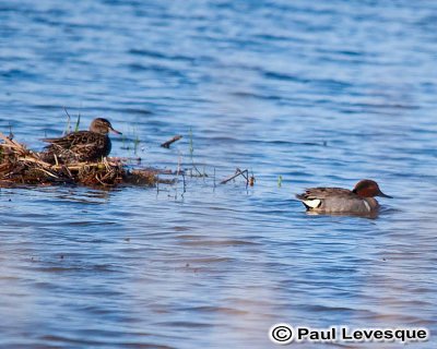 Green-winged Teal - Sarcelle d'hiver