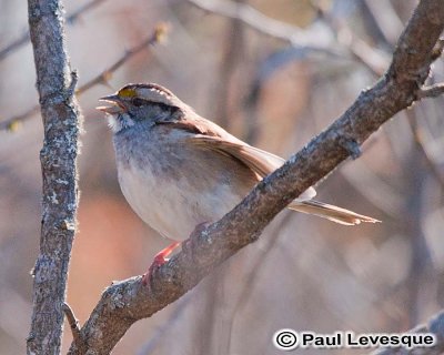 White-throated Sparrow - Bruant  gorge blanche  Here