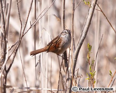 Swamp Sparrow - Bruant des marais