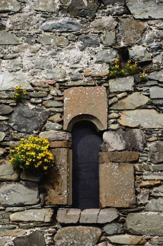 Wall Flowers, Taaffes Castle, Carlingford