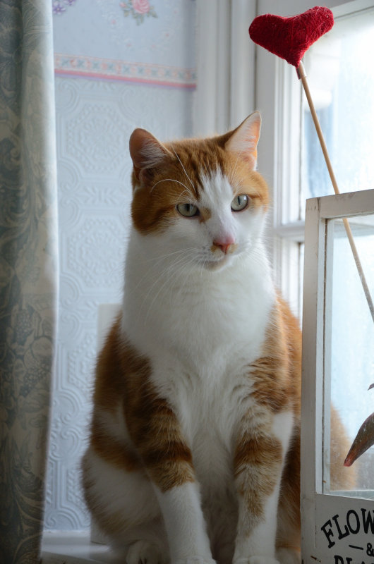 I Love Toffee