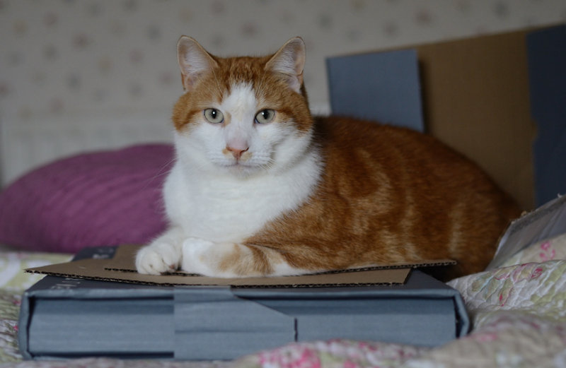 The Cat Sat on the Box