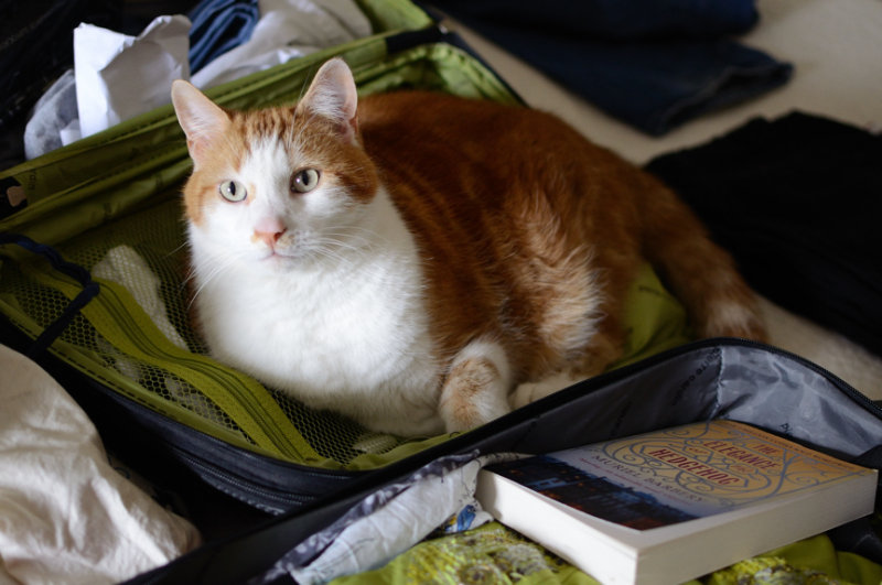 Can I Come Too?