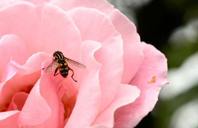 A Visitor for Rose