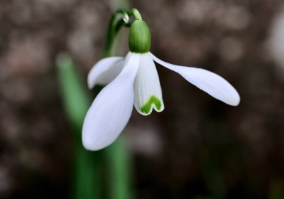 One Snowdrop