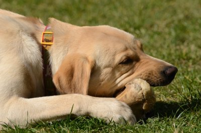 Fudge loves bones