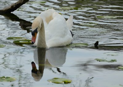 A Water Reflection