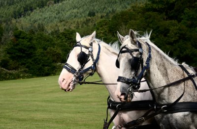 Carriage Horses at Kilbroney
