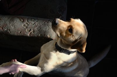 Giving the Paw