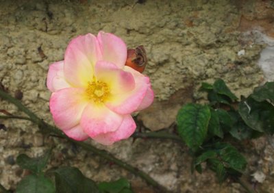 A Splash of Colour