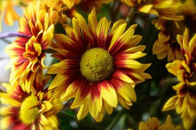 Floral Sunshine...