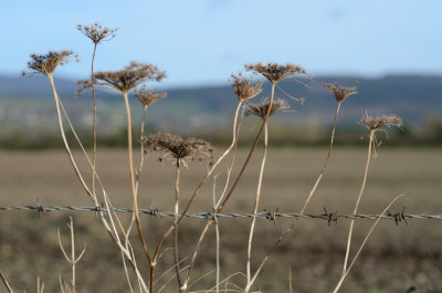 The Colour of Winter