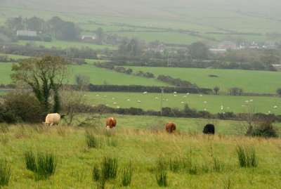 The Irish Countryside.