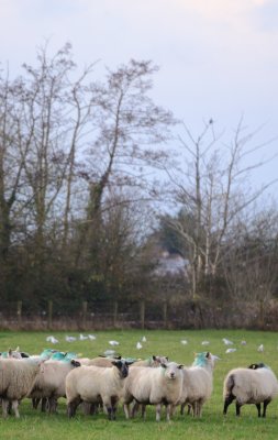 Visitors