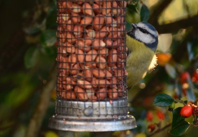 Colourful Visitor