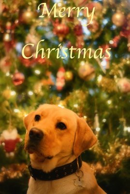 Season's Greetings