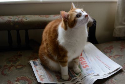 The News Cat