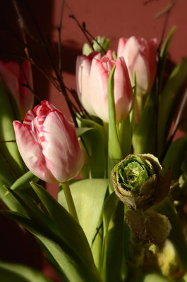 January Tulips