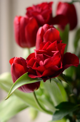 Smell the Roses