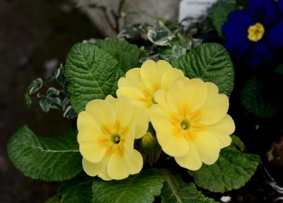 Signs of Spring