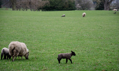 First Lambs