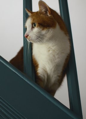 On the Lookout
