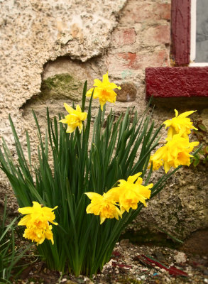 Village Daffs