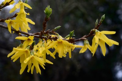 Spring Blooms