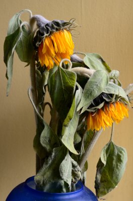 Wilted