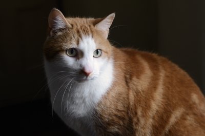 Thoughtful Toffee