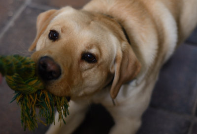 Tug
