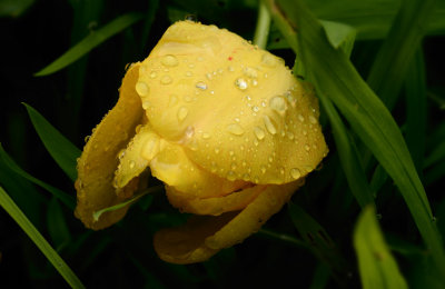 April Showers