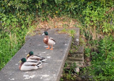 What's the Quack?